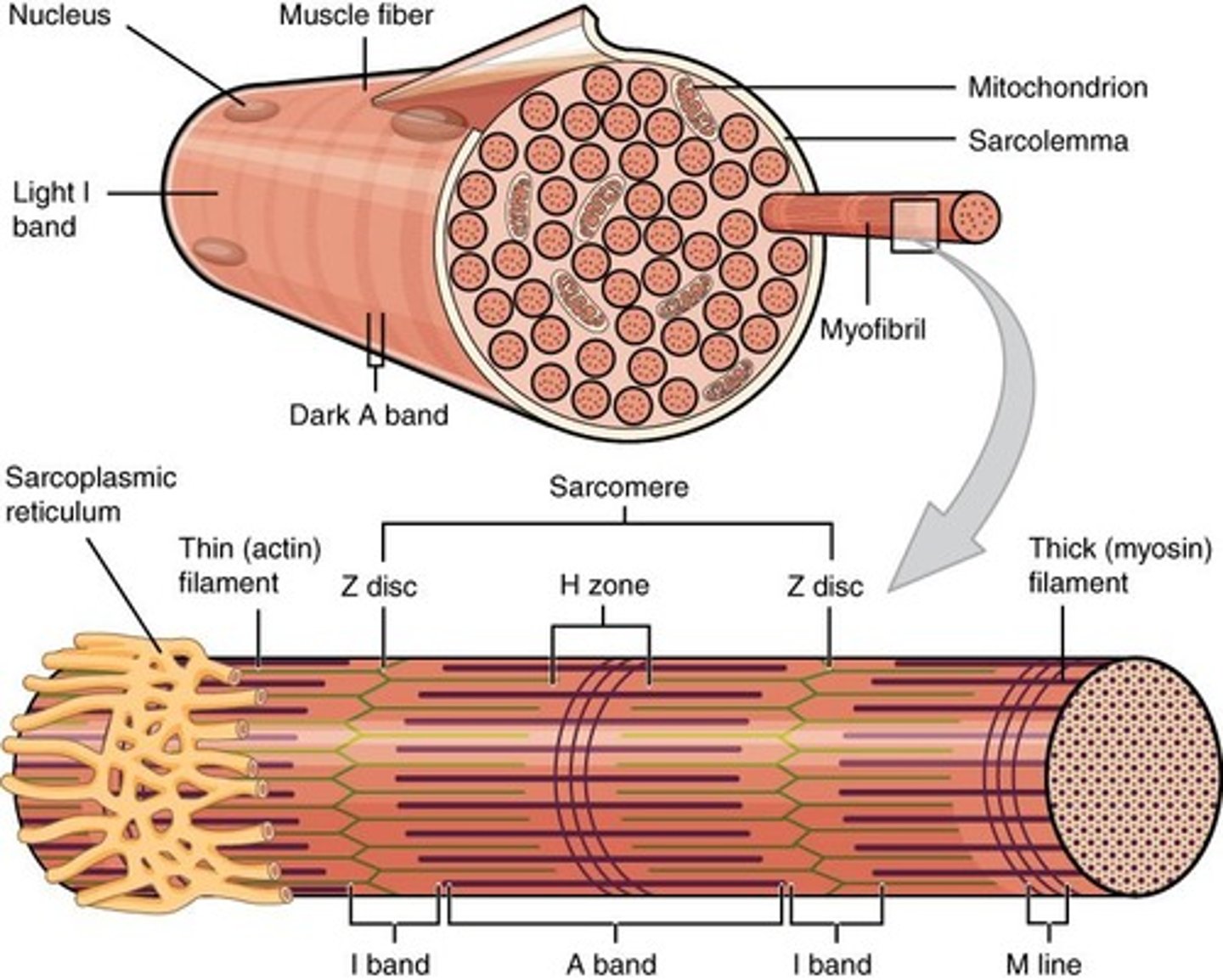 <p>Functional unit of muscle made of actin and myosin (myofilaments) and regulatory proteins troponin and tropomyosin.</p>