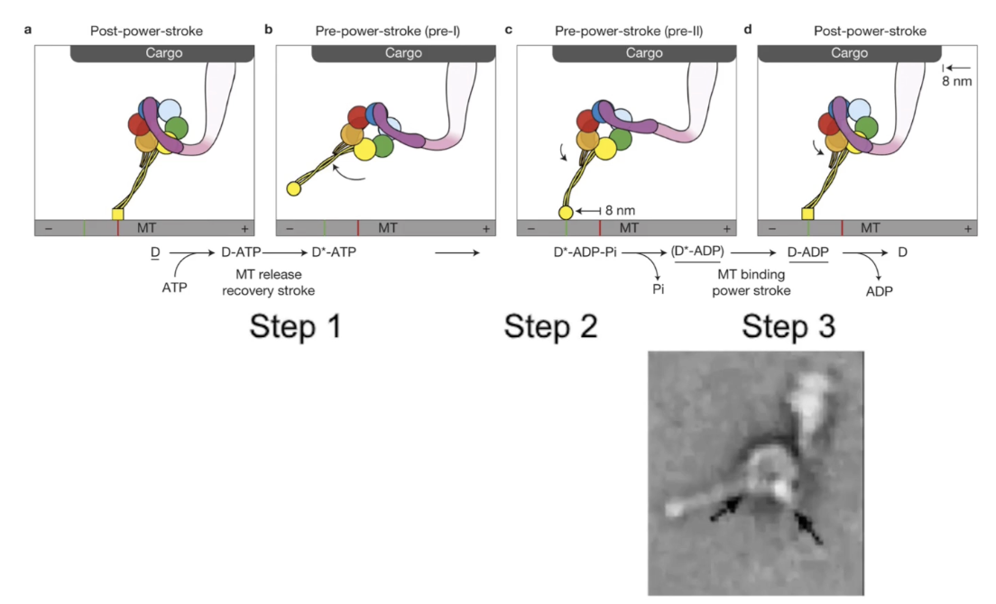 <ul><li><p><strong>Steps of dynein power-stroke</strong>:</p><ol><li><p><strong>ATP binds</strong> → motor head releases microtubule</p></li><li><p><strong>ATP hydrolysis</strong> → dynein-ADP+Pi reattaches to microtubule</p></li><li><p><strong>Pi release</strong> → triggers <strong>power-stroke</strong> via linker arm (moves cargo)</p></li></ol></li><li><p><strong>Within a dimer</strong>:</p><ul><li><p>Dyneins alternate power-strokes for continuous movement</p></li></ul></li><li><p><strong>Each stroke moves cargo ~8 nm</strong> toward minus end</p></li><li><p><strong>Electron microscopy</strong>:</p><ul><li><p>Confirms visual progression of power-stroke steps</p></li></ul></li></ul><p></p>