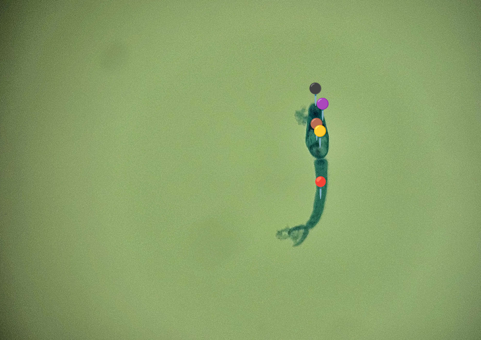 <p><span data-name="worm" data-type="emoji">🪱</span><span data-name="bricks" data-type="emoji">🧱</span><span><span> </span></span><strong><em>Schistosoma mansoni </em></strong><sub>(Cerkaria)</sub></p><p></p><p></p><p><span>🧩🦠 </span><strong>Organelle:</strong></p><p></p><ul><li><p><span>⚫️ - przyssawka gębowa</span></p></li></ul><p></p><ul><li><p><span>🟣 - gardziel;</span></p></li></ul><p></p><ul><li><p><span>🟤 - jelito;</span></p></li></ul><p></p><ul><li><p><span>🟡</span> - przyssawka brzuszna;</p></li></ul><p></p><ul><li><p><span>🔴</span> - wyrostek ogonowy.</p></li></ul><p></p><p></p><p><span>😷❓ </span><strong>Parazytoza:</strong><em> Schistosomoza przewodu pokarmowego</em></p>