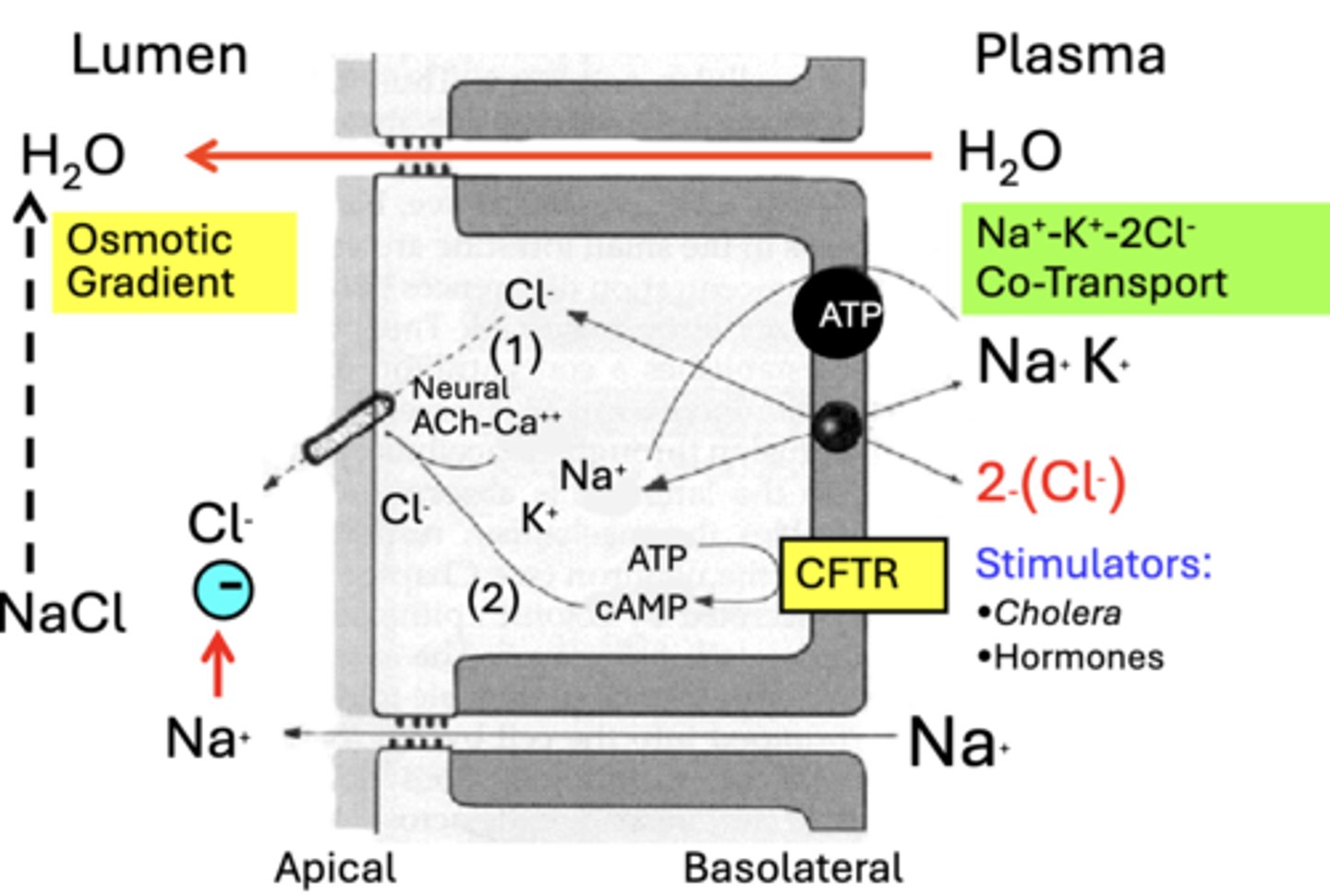 <p>• 1-2 L/day</p><p>• H2O</p><p>• Na+, K+, Cl-, HCO3-</p><p>• Mucus</p><p>• Alkaline</p><p>• Isotonic</p>
