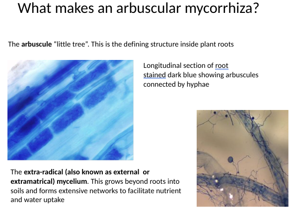 <p><span>Arbuscular mycorrhiza (AM), </span>a symbiosis between plants and members of an ancient phylum of fungi, the Glomeromycota<span>, improves the supply of water and nutrients, such as phosphate and nitrogen, to the host plant. In return, up to 20% of plant-fixed carbon is transferred to the fungus.</span></p><p><span>5 and 15 days (structure constantly being made).</span></p>