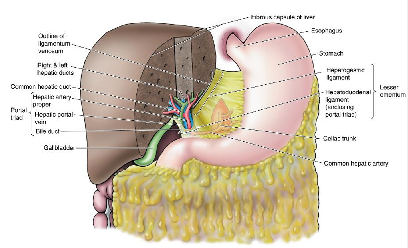 <p>A group of<strong> three key structures</strong> located in the <strong>hepatoduodenal ligament</strong> of the <strong>lesser omentum</strong>.</p>