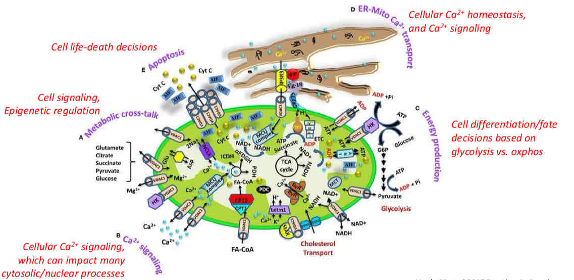 <ul><li><p>mediate apoptosis (cell life-death decisions)</p></li><li><p>Cell signaling, epigenetic regulation</p></li><li><p>Cellular Ca2+ signaling, which can impact many cytosolic/nuclear processes</p></li><li><p>Make heme and generate urea</p></li><li><p>Cellular Ca2+ homeostasis and Ca2+ signaling</p></li></ul>