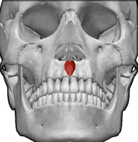 <p>¿Cuál es el músculo, su origen, inserción y función?</p>