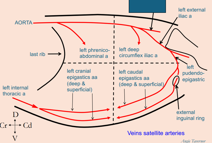 <p>What artery is this?</p>