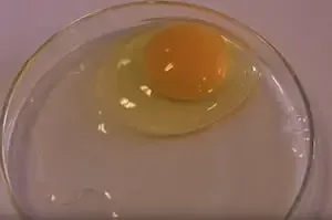 <p>What grade is this egg?</p>