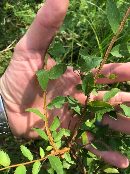 <p>This tree is browsed by white-tailed deer and rabbits. It can also invade burned areas due to its resprouting vigor</p><p>True or False</p><p></p>