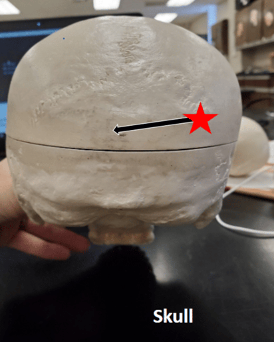 <p>Name the starred region in the image.</p>
