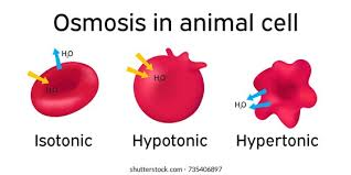 <p>less solutes than the cell, swell</p>