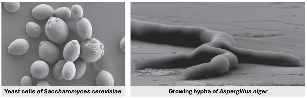 <p>All fungi have a base _ form in terms of their ultrastructure</p>
