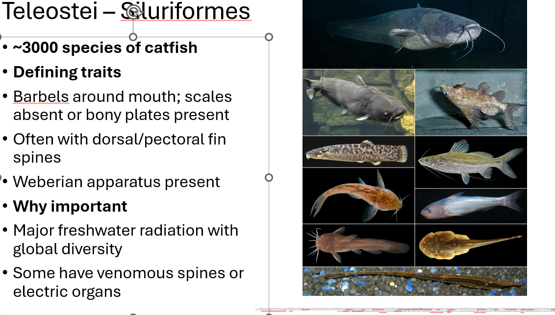 <p><span><span>•</span><strong><span>~3000 species of catfish</span></strong></span></p><p><span><span>•</span><strong><span>Defining traits</span></strong></span></p><p><span><span>•Barbels around mouth; scales absent or bony plates present</span></span></p><p><span><span>•Often with dorsal/pectoral fin spines</span></span></p><p><span><span>•Weberian apparatus present</span></span></p><p><span><span>•</span><strong><span>Why important</span></strong></span></p><p><span><span>•Major freshwater radiation with global diversity</span></span></p><p><span><span>•Some have venomous spines or electric organs</span></span></p>
