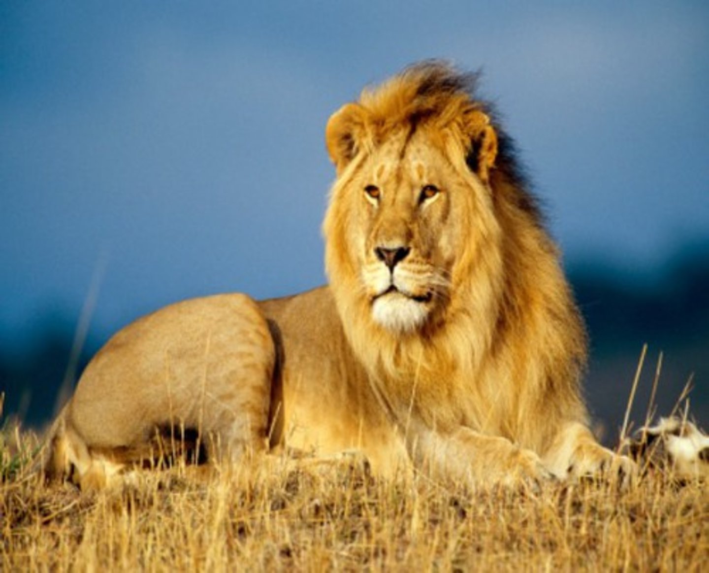 <p>This animal is 'the king of the jungle'.</p>