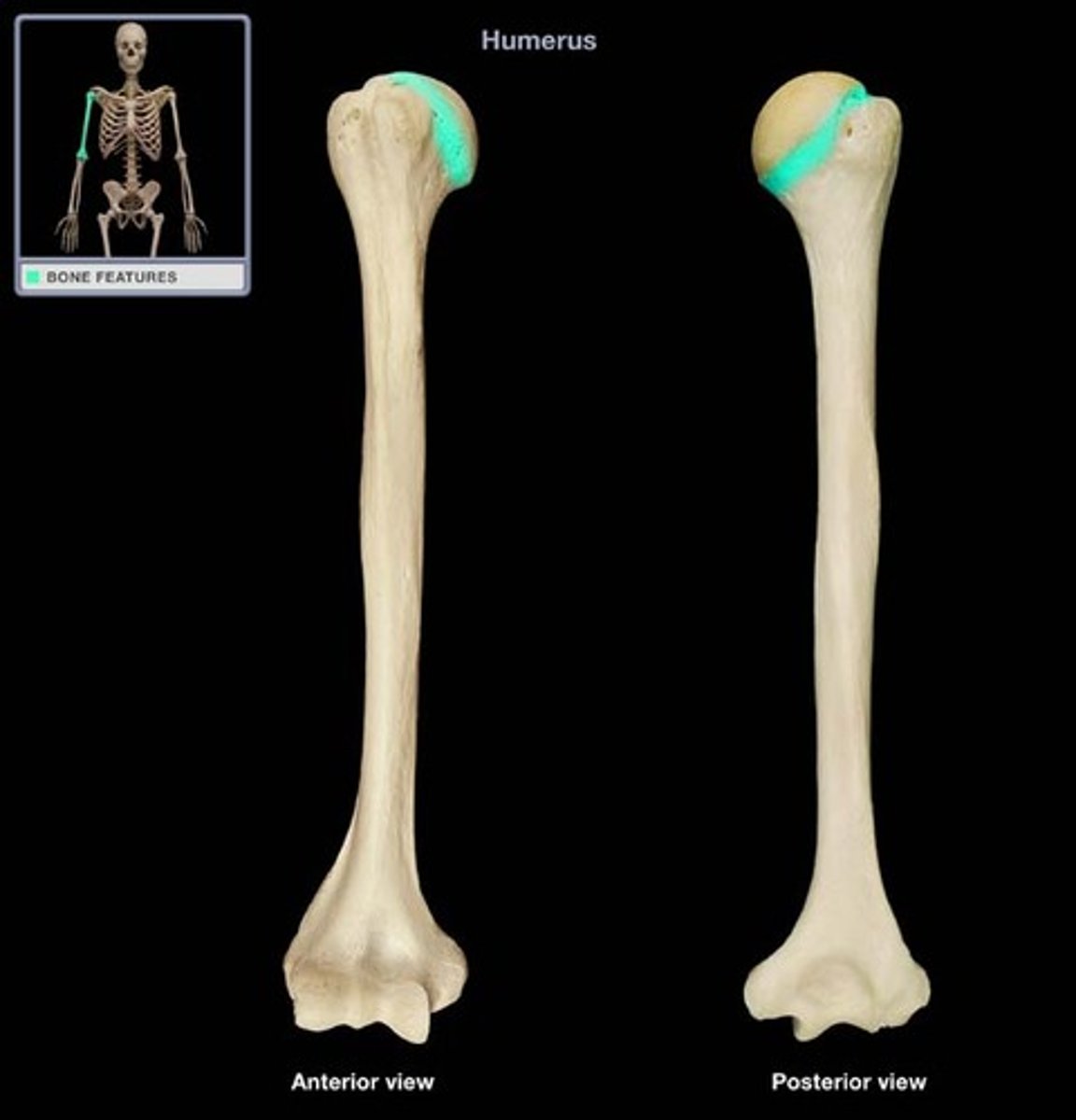 <p>circumferential groove separating the head from the tubercle</p>