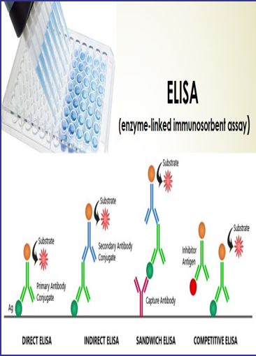 \-method of target antigen (or antibody) capture in samples using a specific antibody (or antigen)

\-method of target molecule detection/quantification using an enzyme reaction with its substrate

\*more sensitive than western blot, but western blot still gives you the size of the proteins (ELISA just detects presence of viral proteins)