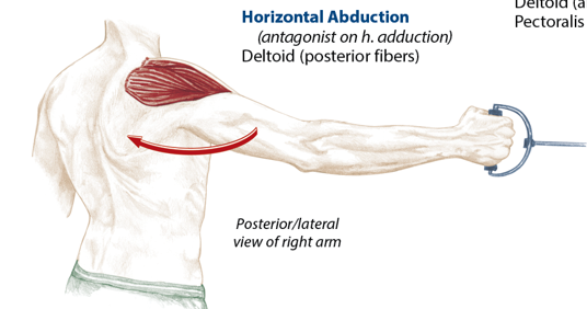 <p>Deltoid (posterior fibers)</p>