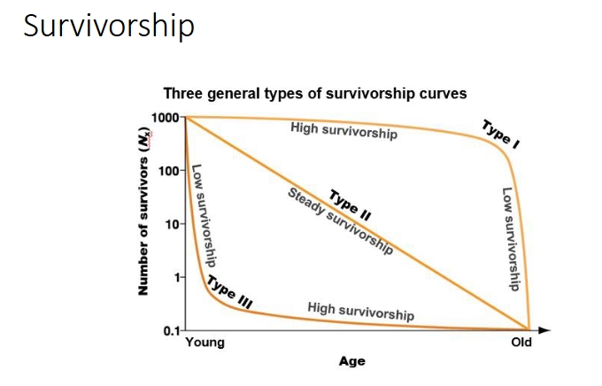 <p><strong>Type I curve</strong>: high survivorship throughout, most individuals approach maximum life span</p><p>(Ex. orangs, elephants, whales, wolves, chimpanzees)</p><p><strong>Type II curve</strong>: constant rate of survivorship over time (turtles)</p><p><strong>Type III curve</strong>: high death rates early in life but high survivorship after maturity (fish and rats)</p><p><em>not all individuals of a species follow the same survivorship curve; females also tend to have higher survivorship than males</em></p><p></p>