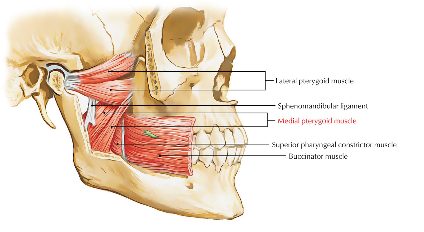 <p>d. Stylomandibular ligament</p>