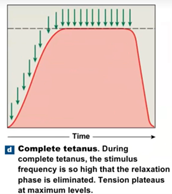 <p>muscle fibers have no time to relax between stimuli</p><ul><li><p>can lead to muscle damage</p></li></ul><p></p>