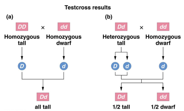 <p>a test to determine if individuals are homozygous or heterozygous for a trait</p><ul><li><p>dominant phenotype &amp; homozygous recessive</p></li></ul><p></p>