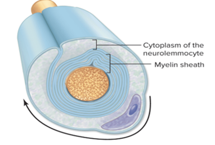 <p>the overlapping layer of neurolemmocyte plasma membrane form the myelin sheath</p>