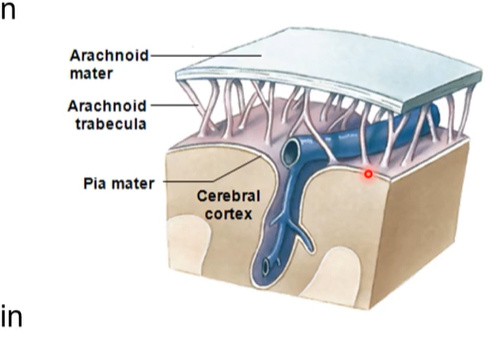 <ul><li><p>thinner than arachnoid</p></li><li><p>high vascularized ( lots of blood going though it)</p></li><li><p>gives brain shiny appearance</p></li><li><p>invests within all folds and contours of the brain</p><ul><li><p>adds layer of protection and vascularization to the skin of brain</p></li></ul></li><li><p>hard to dissect away cause lots of folds  </p></li><li><p>everyone has a unique pattern to their cerebrum and everyone’s folds and contours are different</p><p></p></li></ul><p></p>