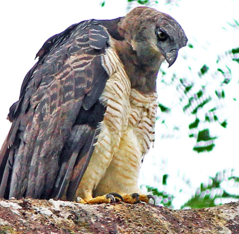 <p>What bird is this?</p>