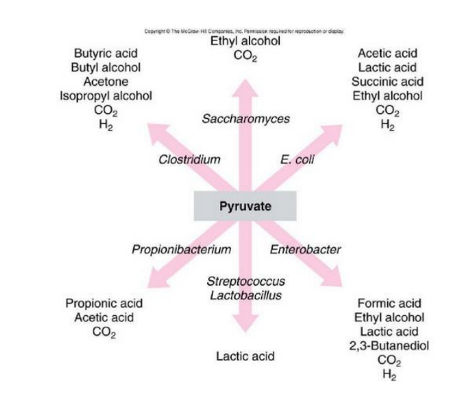 <p>What is the role of pyruvate in fermentation?</p>