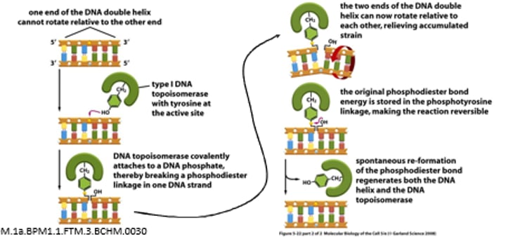 <p>1- Forms a single covalent bond with the DNA and breaking a phosphodiester bonds in one DNA strand</p><p>2- The two ends of the DNA double helix can now rotate relative to each other, relieving accumulated strain</p>