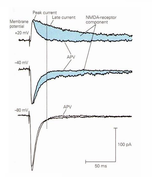 <p>DMV APV blokkeert glutamaat > geen binding aan LBD</p><p>blokkeerd ST van NMDA receptor</p><p>ziet hier hoe het normaal gaat en met APV block</p><ul><li><p>-80Mv dicht bij rust, alleen AMDA + APV, voegt niks toe > signaal transmissie</p></li><li><p>-40Mv mg<sup>2+ </sup>al beetje verwijderd,, respons langzamer, + APV > NMDA recep > alleen bijdraagt aan ST als depol is</p></li><li><p>+20Mv lijkt op AC, flinke bijdrage ; maar veel tragere respons,</p></li></ul><p></p>