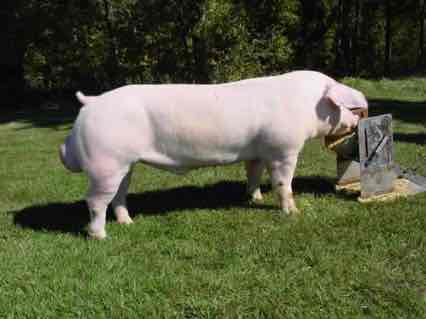 <p>This breed is of Denmark origin, deriving from the Danish Landrace. It is all white with drooping ears that slant forward. They have a weak topline, making them appear to have a sway back</p>
