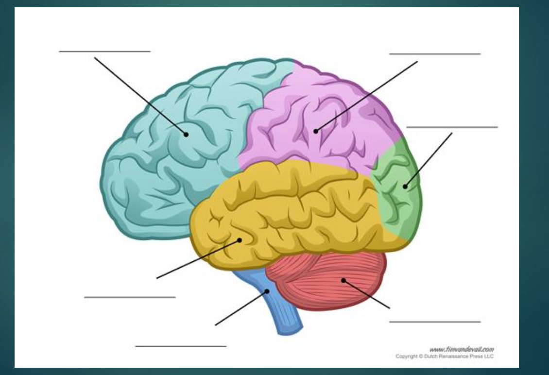 <p>Practice: label and describe functions</p>
