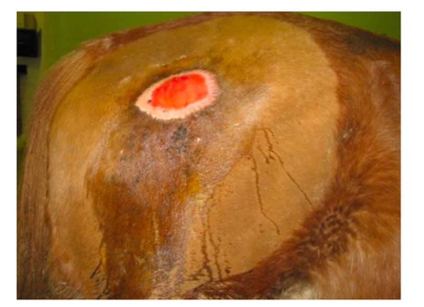 <p>What step of the healing process is this?</p>