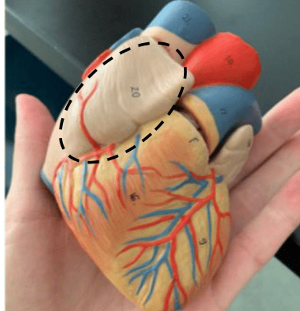 <p>the flaps on the real heart</p>
