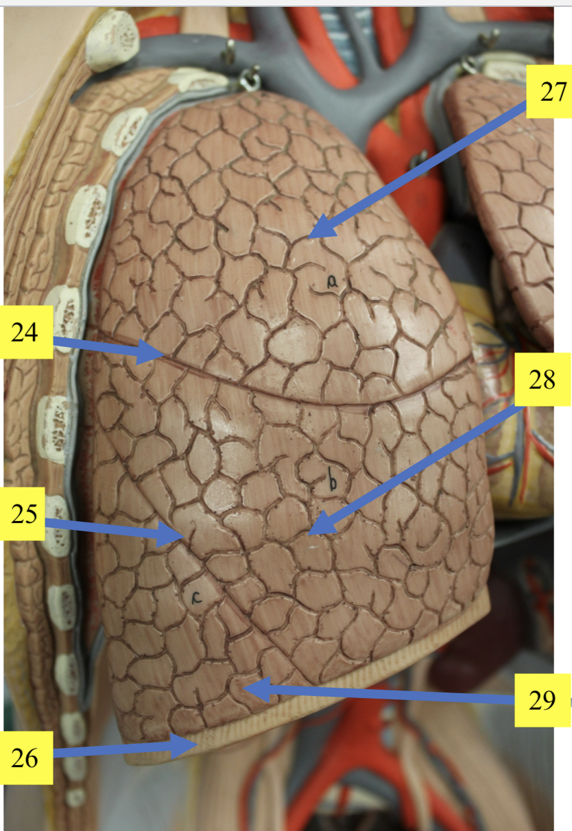 <p>structure 25 </p>