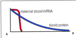 <p>top photo is an in situ which shows mRNA levels in the cell - only present at the anterior axis </p><p>bottom is an immunostaining showing a gradual gradient established across the cell with high bicoid protein at anterior axis and low at posterior axis </p>
