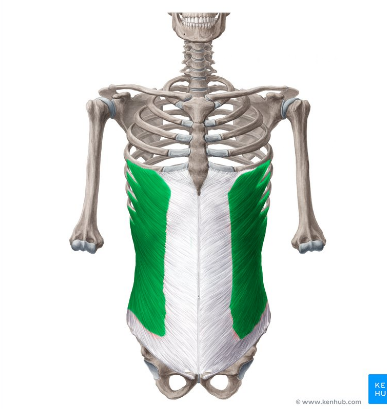 <p>External Oblique:</p>