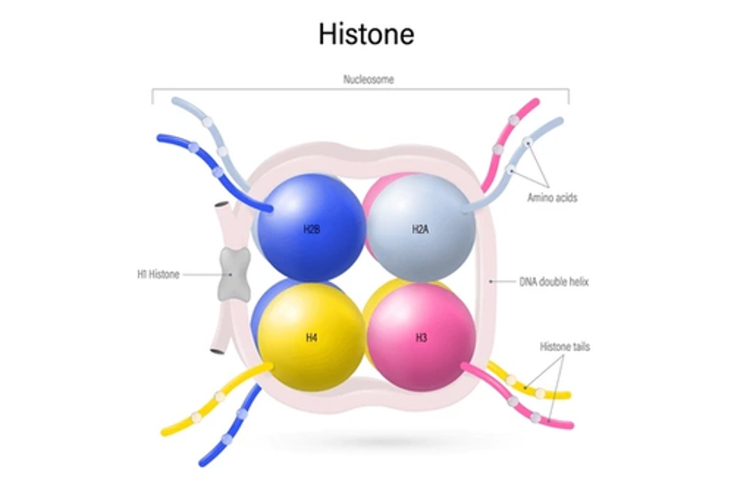 <p>What part of the histone core, in relation to core histones helps determines the structure of chromatin? How?</p>