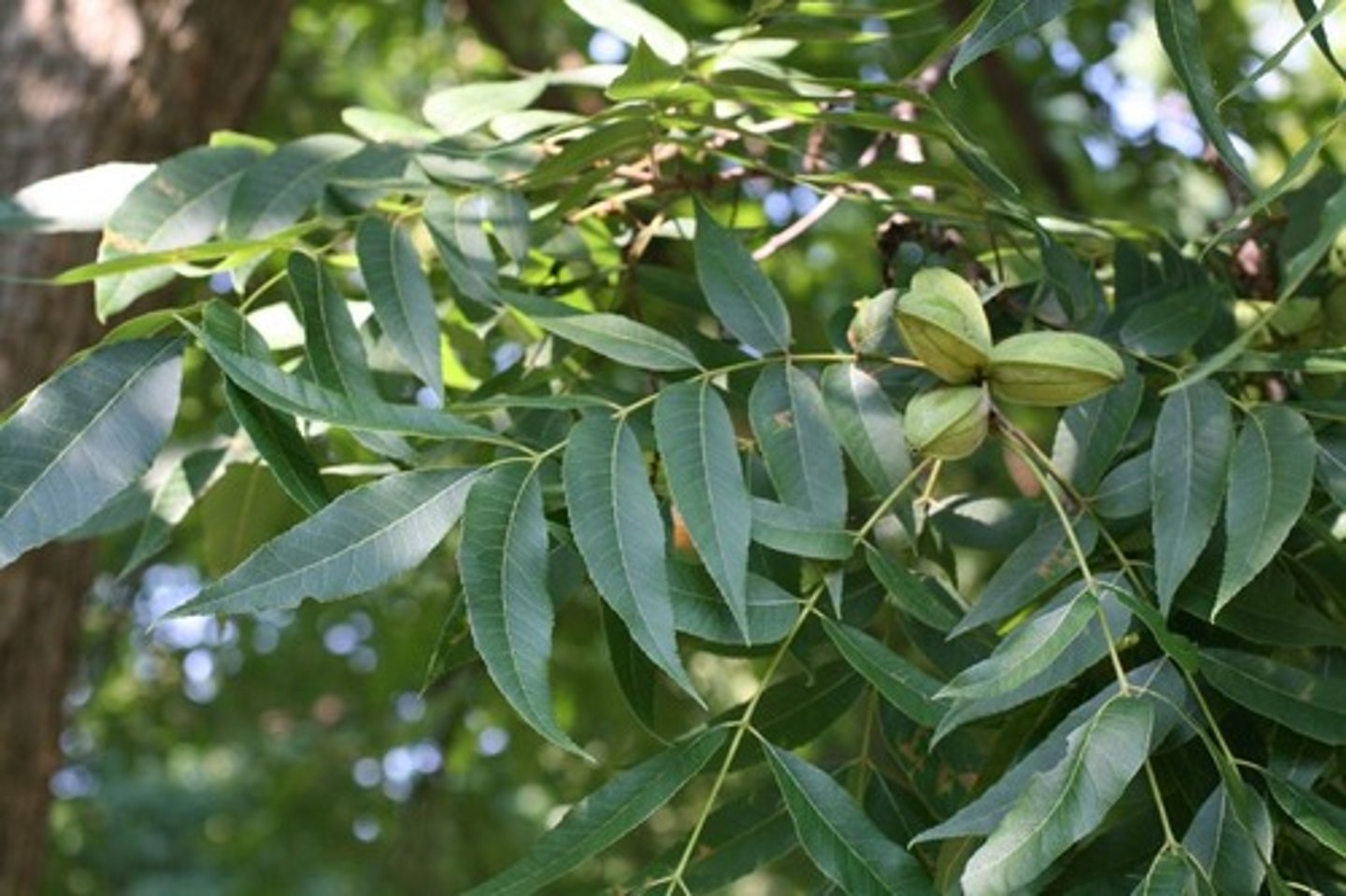 <p>Carya illinoinensis, Juglandaceae</p>