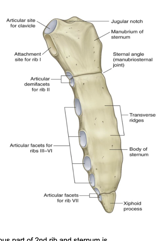 <p><span>All articulations between the ribs and the sternum are synovial – with only 1 exception (the first rib, articulates with the manubrium of the sternum with a fibrocartilagenous joint)&nbsp;</span></p><ul><li><p><span>Further exception – articulation between cartilagenous part of 2nd rib and sternum is between the manubrium &amp; the body of the sternum so is divided into parts –</span></p><ul><li><p><span>On the cartilagenous part of rib 2 there are 2 costal facets that articulate with the 2 costal facets present on the inferior border of the manubrium &amp; the superior part of the body&nbsp;</span></p></li></ul></li><li><p><span>Synovial joints with the other ribs until rib 7&nbsp;</span></p></li></ul><ul><li><p><span>On the anterior part of the sternum, we have bony crests – due to fusion of bony elements of the sternum that in the embryo are called sternobrae – can make a comparison between the sternum &amp; another bone with these crests – sacral vertebrae&nbsp;</span></p></li></ul>