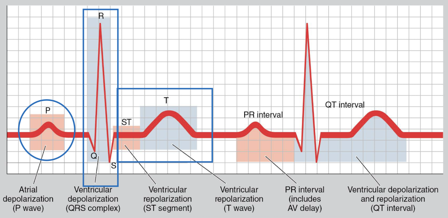 <p>Contraction phase, chambers expel blood (QRS to T-wave)</p>