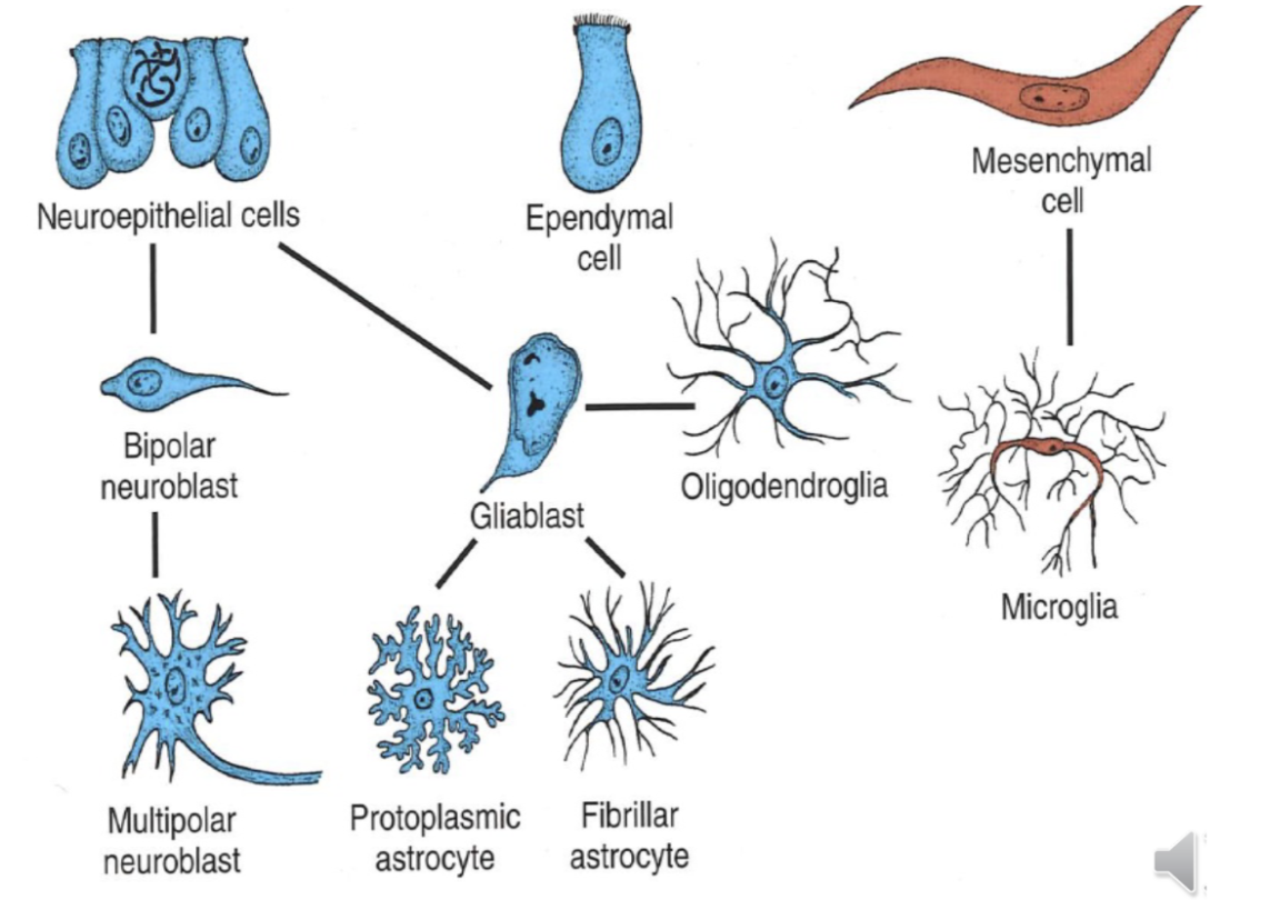 <p>Celltyperna i CNS utvecklas från neuroepiteliala celler som antingen blir gliablaster eller neuroblaster. Mikroglia kommer från mesenkymala celler. </p>