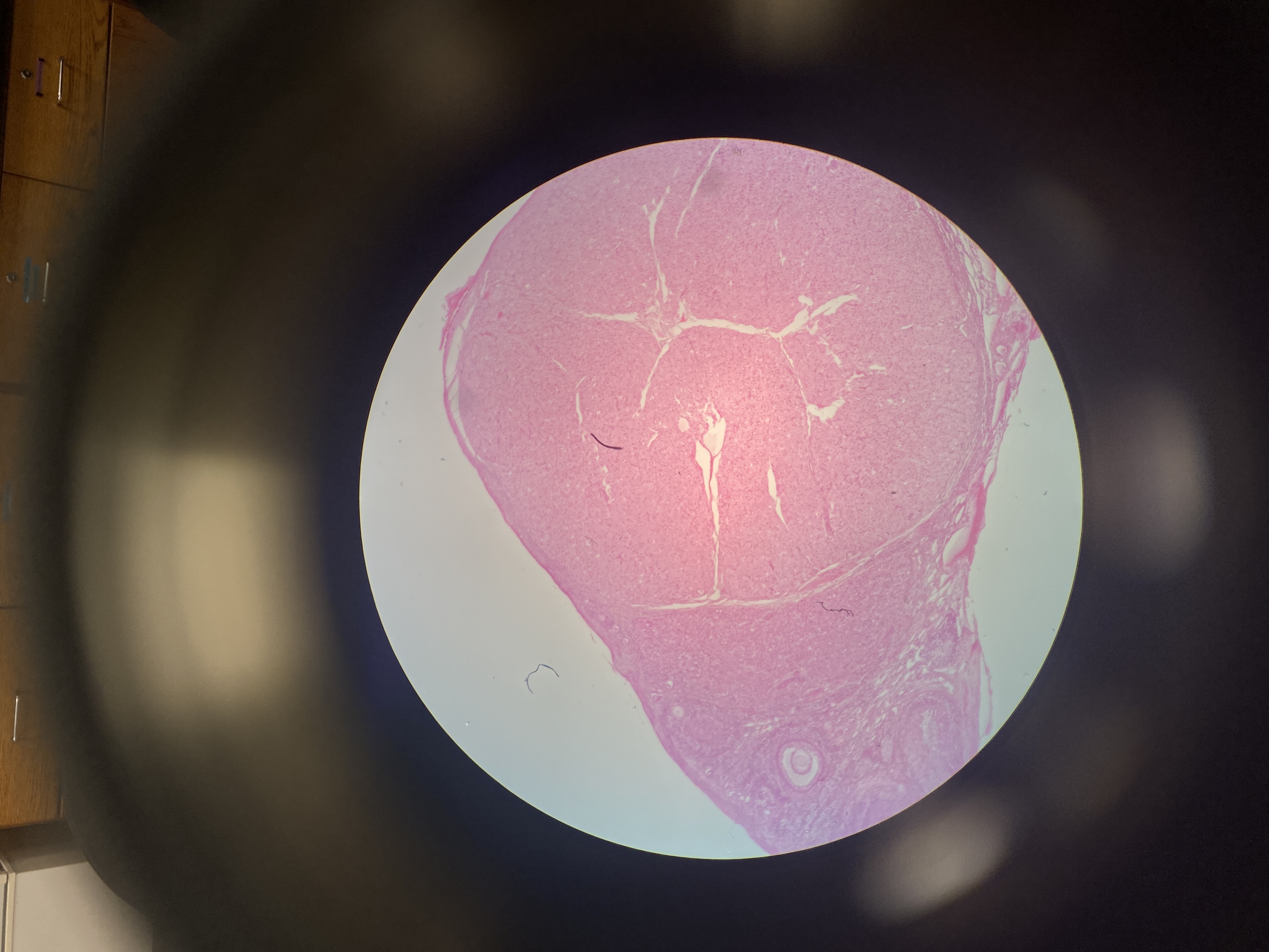What cell is this?