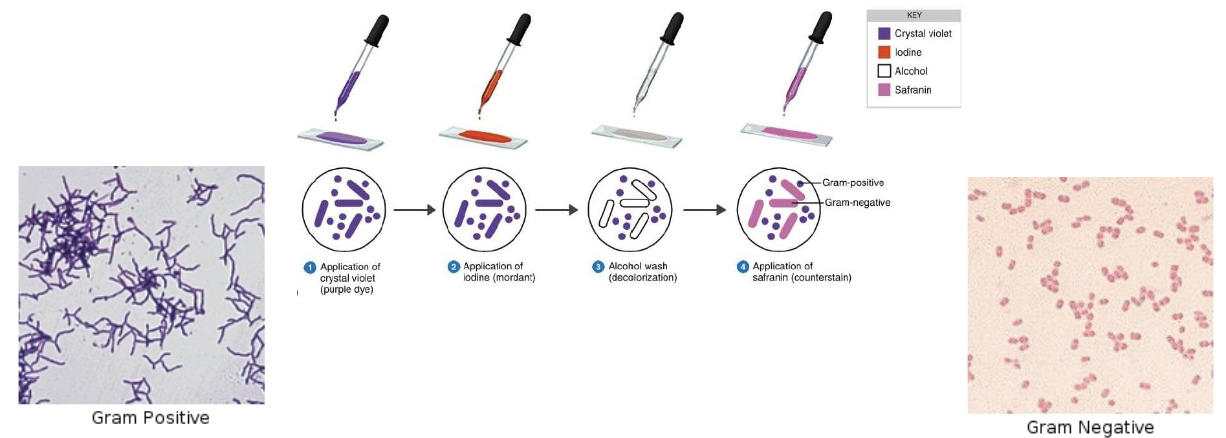 <ol><li><p>application of purple dye </p></li><li><p>application of mordant to help dye stay </p></li><li><p>wash with alcohol (some bacteria retain purple colour → gram positive)</p></li><li><p>application of counterstain (bacteria that was washed away stains pink → gram negative)</p></li></ol><p></p>