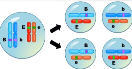 <ul><li><p>two mechanisms of meiosis give rise to genetic diversity in eggs and sperm:<strong><em> genetic recombination and independent assortment of chromosomes</em></strong></p></li><li><p>additional variability is generated at fertilization when eggs and sperm fuse together <strong>randomly</strong></p></li><li><p><strong>random DNA mutations</strong> are the ultimate source of variability for both sexual and asexual reproduction</p></li></ul><p></p>