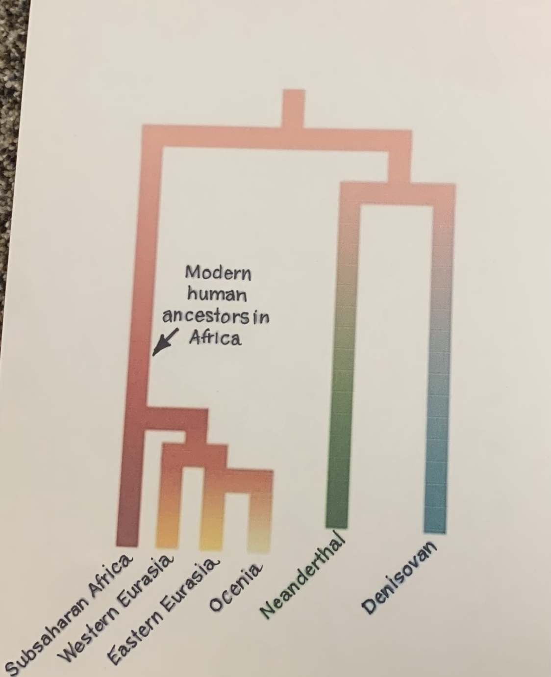 <ul><li><p>moderns arose in Africa</p></li><li><p>moderns replaced all other archaic forms (NO INTERBREEDING)</p></li></ul>