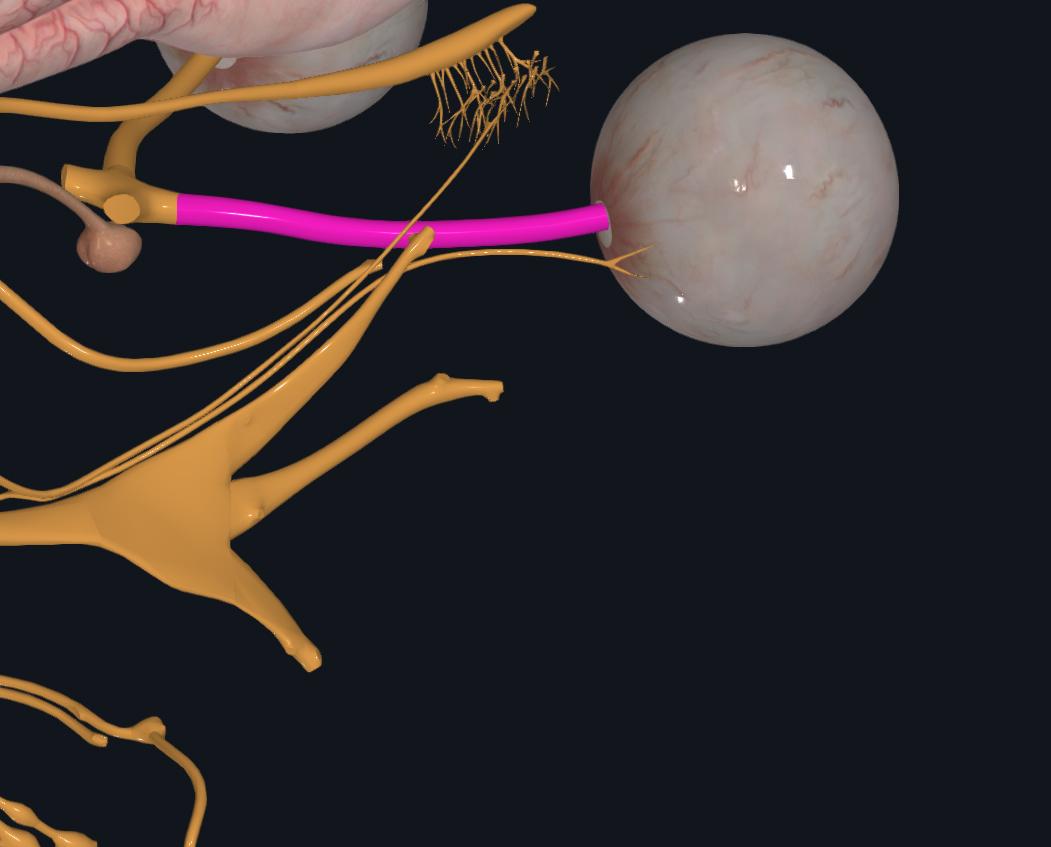 <p>CN near eyes</p><p>Major Function - vision</p>