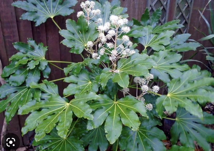 Japanese aralia