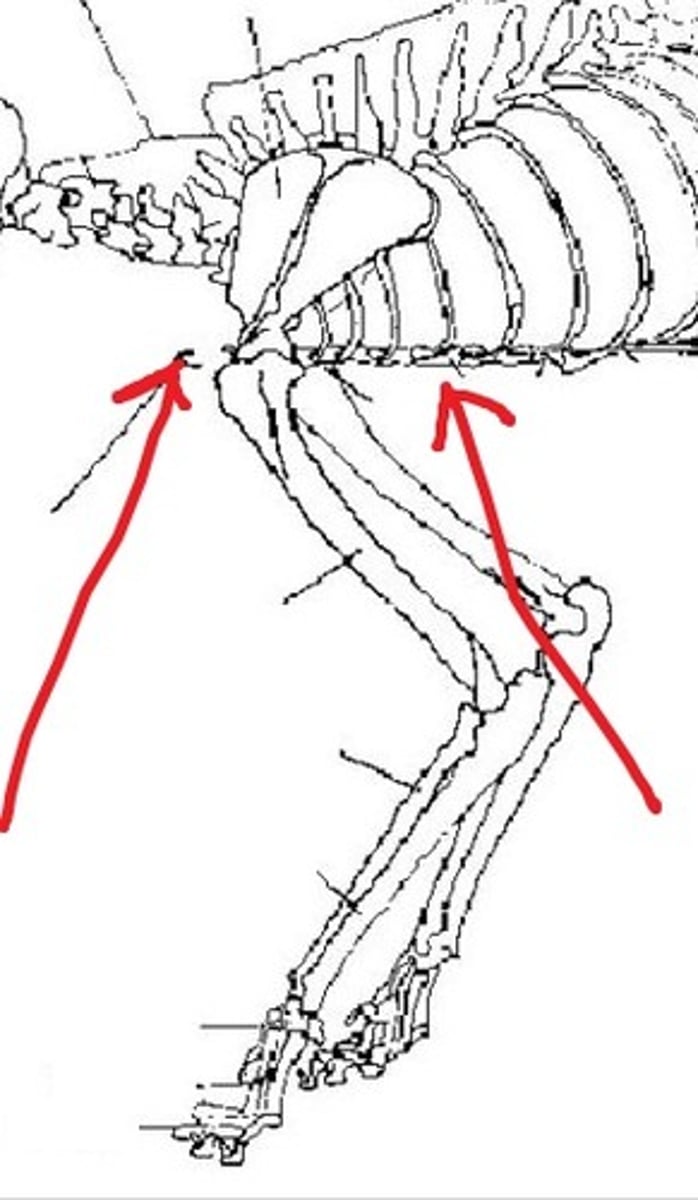 <p>breastbone made up of sternebrae, lies along ventral middle</p>