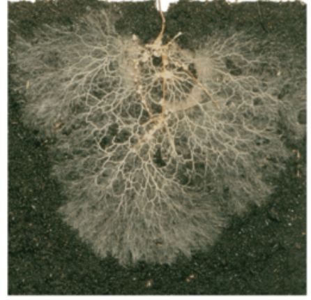 <p>What kind of modification is this?</p>