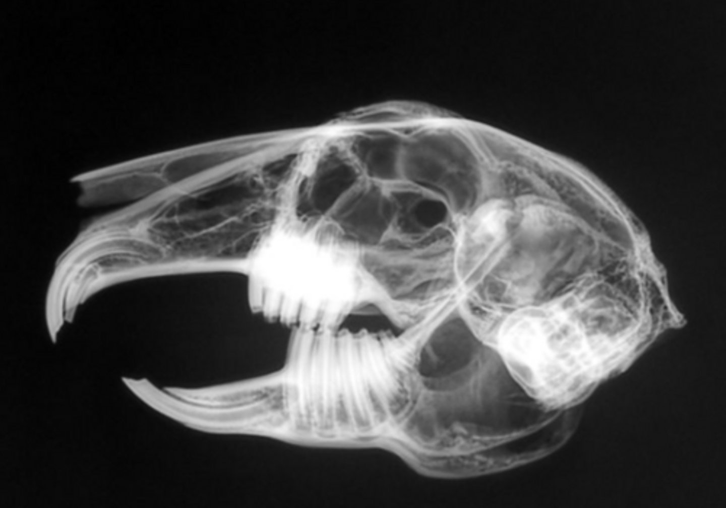 <p>How many SETS of incisors do rabbits have?</p>